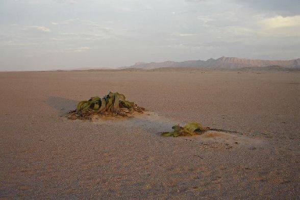 Welwitschia mirabilis, the Braveheart of desert life